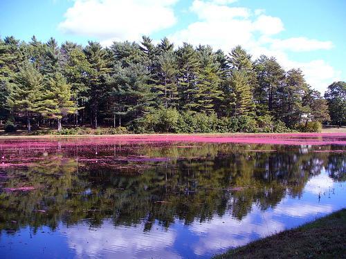 Cranberry Gardens Inn Wareham Dış mekan fotoğraf